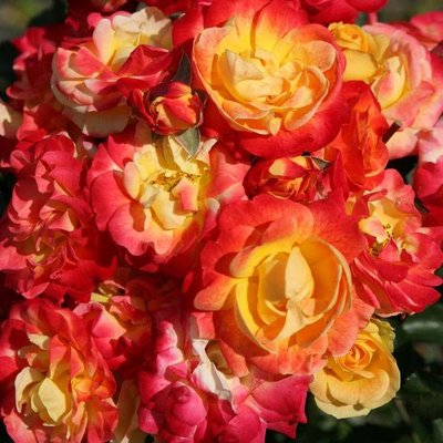 Саджанець плетистої троянди Файєрбьорд (Firebird)(закритий корінь) 687 фото