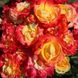 Саджанець плетистої троянди Файєрбьорд (Firebird)(закритий корінь) 687 фото 1