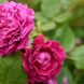 Саджанець англійської троянди Дюк Оф Едінбург (Duke of Edinburgh)(закритий корінь) 587 фото 1