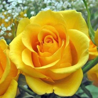 Саджанець англійської троянди Жовтий Острів (Yellow Island)(закритий корінь) 588 фото