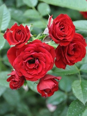 Саджанець троянди Поульсен Tatoo (Тату)(закритий корінь) 817 фото