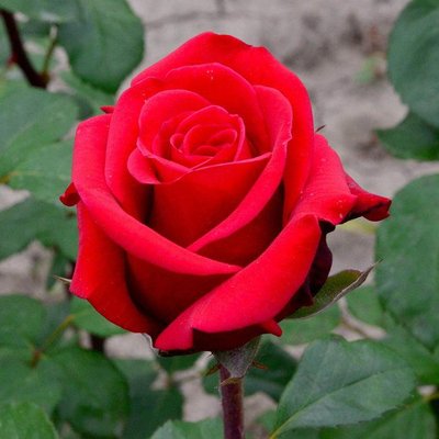 Саджанець троянди чайно-гібридної (садової) Ред Берлін (Red Berlin)(закритий корінь) 538 фото