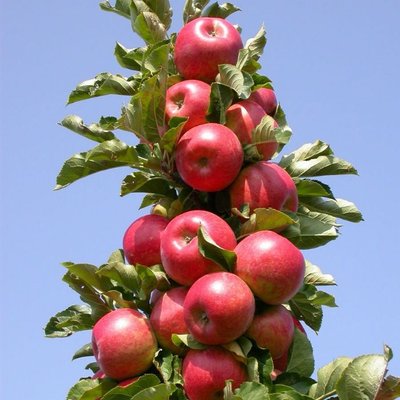 Саджанець колоновидної яблуні " Арбат" (середній термін дозрівання) 1508 фото