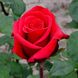 Саджанець троянди чайно-гібридної (садової) Ред Берлін (Red Berlin)(закритий корінь) 538 фото 1