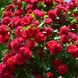 Саджанець плетистої троянди Фламентанц (Flamentanz)(закритий корінь) 689 фото 1
