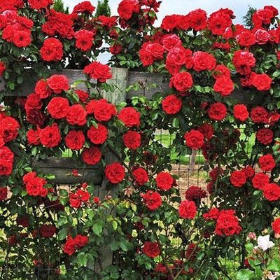 Саджанець плетистої троянди Флорентина (Florentina)(закритий корінь) 690 фото
