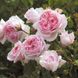 Саджанець англійської троянди Зе Веджвуд Роуз (The Wedgwood Rose)(закритий корінь) 590 фото 1