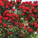 Саджанець плетистої троянди Флорентина (Florentina)(закритий корінь) 690 фото 1