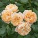 Саджанець троянди чайно-гібридної (садової) Роалд Дал (Roald Dahl)(закритий корінь) 539 фото 1