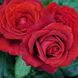 Саджанець троянди Ропару Mushimara (Мусімара)(закритий корінь) 714 фото 1