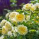 Саджанець англійської троянди Зе Пілігрим (The Piligrim)(закритий корінь) 591 фото 1