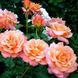 Саджанець плетистої троянди Фрайзінгер Моргенрёте (Freisinger Morgenrote)(закритий корінь) 691 фото 1