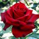 Саджанець троянди чайно-гібридної (садової) Бургунд (Burgund)(закритий корінь) 540 фото 1