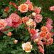 Саджанець плетистої троянди Апрікола (Aprikola)(закритий корінь) 641 фото 1