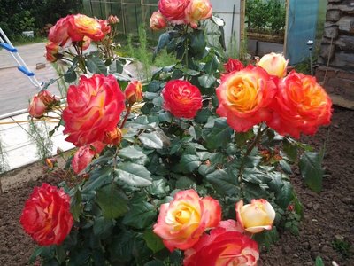 Саджанець троянди Поульсен Bradford (Бредфорд)(закритий корінь) 784 фото