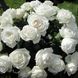 Саджанець англійської троянди Ломоносов (Pierre Arditi)(закритий корінь) 606 фото 1