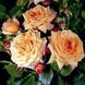 Саджанець троянди Тантау Barock (Барок)(закритий корінь) 734 фото 1