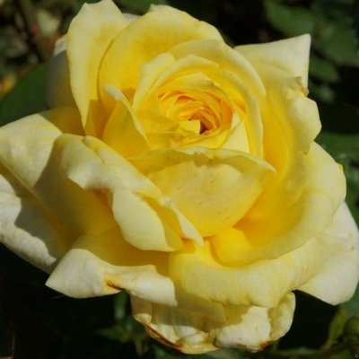 Саджанець троянди Поульсен Zorba (Зорба)(закритий корінь) 820 фото
