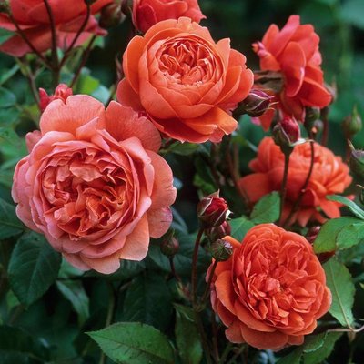 Саджанець троянди чайно-гібридної (садової) Саммер Сонг (Summer Song)(закритий корінь) 541 фото