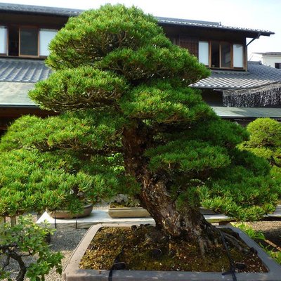 Саджанець сосни Чорна Японська "Pinus Thunbergii" (ідеальна для бонсай) 1453 фото