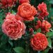 Саджанець троянди чайно-гібридної (садової) Саммер Сонг (Summer Song)(закритий корінь) 541 фото 1