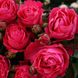 Саджанець плетистої троянди Черрі Леді (Cherry Lady)(закритий корінь) 692 фото 1