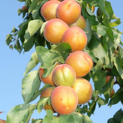 Саджанець абрикоса колоновидного "Санні" ( літній сорт середньо-пізній термін дозрівання) 1325 фото