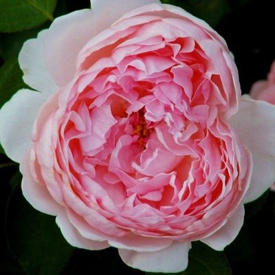 Саджанець троянди чайно-гібридної (садової) Сант Свізан (St. Swithun)(закритий корінь) 542 фото