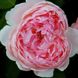 Саджанець троянди чайно-гібридної (садової) Сант Свізан (St. Swithun)(закритий корінь) 542 фото 1