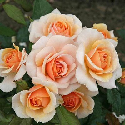 Саджанець троянди чайно-гібридної (садової) Світ Хані (Sweet Honey)(закритий корінь) 544 фото