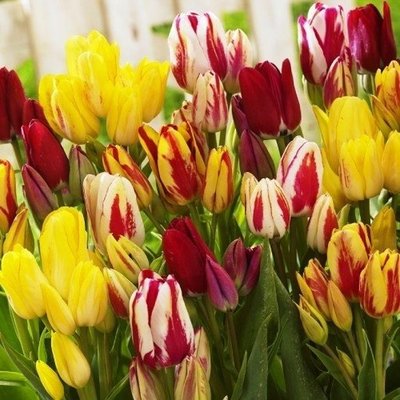 Саджанець тюльпану Multiflowering Mix 1040 фото