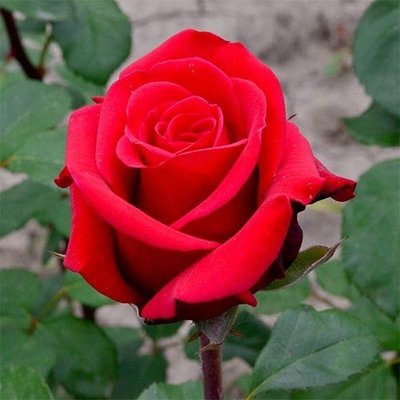 Саджанець троянди Декоплант Червоний Берлін (Red Berlin)(закритий корінь) 822 фото