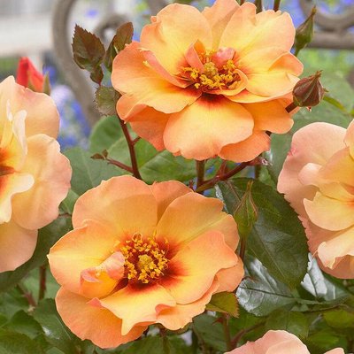 Саджанець троянди Ропару Persian Sun (Персидське сонце)(закритий корінь) 717 фото