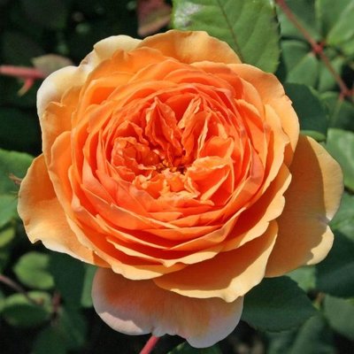 Саджанець англійської троянди Краун Принцеса Маргарет (Crown Princess Margareta)(закритий корінь) 594 фото
