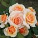 Саджанець троянди чайно-гібридної (садової) Світ Хані (Sweet Honey)(закритий корінь) 544 фото 1