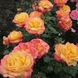 Саджанець плетистої троянди Шпілварк (Speelwark)(закритий корінь) 694 фото 1