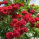 Саджанець плетистої троянди Бордо (Bordeaux)(закритий корінь) 644 фото 1