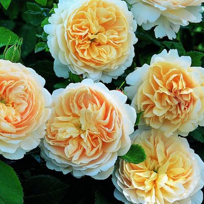 Саджанець англійської троянди Крокус Роуз (Crocus Rose)(закритий корінь) 595 фото