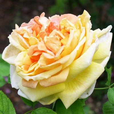 Саджанець троянди чайно-гібридної (садової) Солей Д'Ор (Soleil d'Or)(закритий корінь) 545 фото