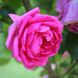 Саджанець троянди Ропару Pink Cloud (Рожева хмара)(закритий корінь) 718 фото 1