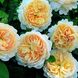 Саджанець англійської троянди Крокус Роуз (Crocus Rose)(закритий корінь) 595 фото 1
