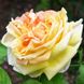 Саджанець троянди чайно-гібридної (садової) Солей Д'Ор (Soleil d'Or)(закритий корінь) 545 фото 1