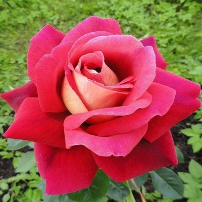 Саджанець англійської троянди Кроненбург (Kronenbourg)(закритий корінь) 596 фото