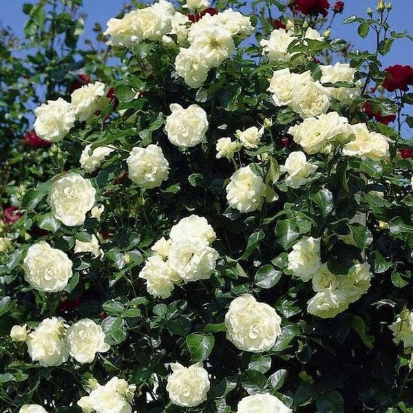 Саджанець плетистої троянди Шнеевітхен (Schneewittchen)(закритий корінь) 696 фото