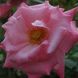Саджанець троянди Ропару Pink Ocean (Рожевий океан)(закритий корінь) 719 фото 1