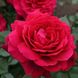 Саджанець плетистої троянди Бельв'ю (Bellevue)(закритий корінь) 646 фото 1