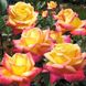 Саджанець троянди Мейланд Східний експрес (Pulman Orient Express)(закритий корінь) 824 фото 1