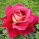 Саджанець англійської троянди Кроненбург (Kronenbourg)(закритий корінь) 596 фото 1