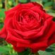 Саджанець троянди чайно-гібридної (садової) Софі Лорен (Sophia Loren)(закритий корінь) 546 фото 1