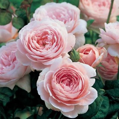 Саджанець англійської троянди Куін оф Сведен (Queen of Sweden)(закритий корінь) 597 фото